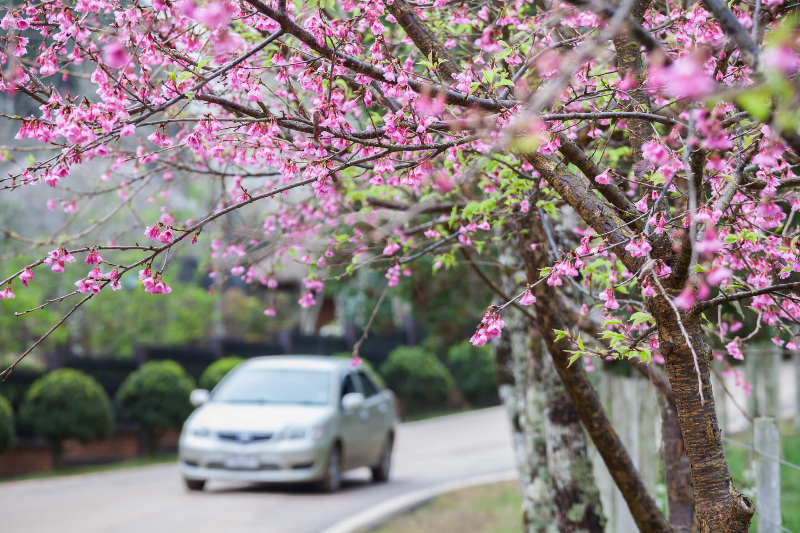 car driving in spring