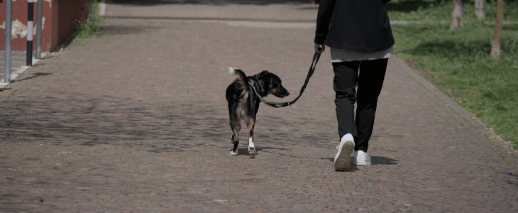 Woman walking her dog in a park on a leash.