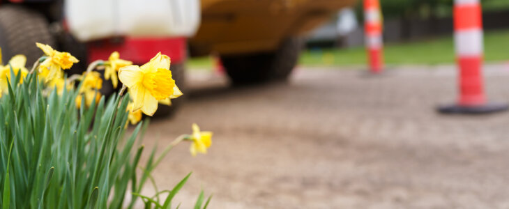 A low angle view of yellow daffodil flowers in front of large tractor construction equipment and safety traffic cones. The residential street is under repair.